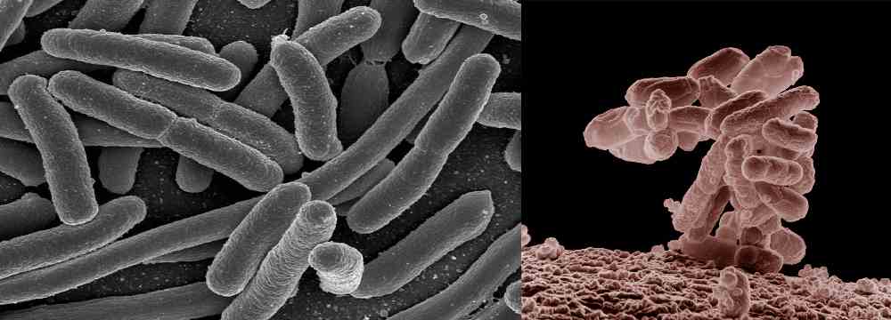 L'évolution de bactéries en laboratoire ne démontre par le darwinisme !