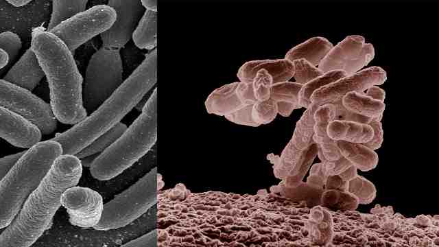 L'évolution de bactéries en laboratoire ne démontre par le darwinisme !