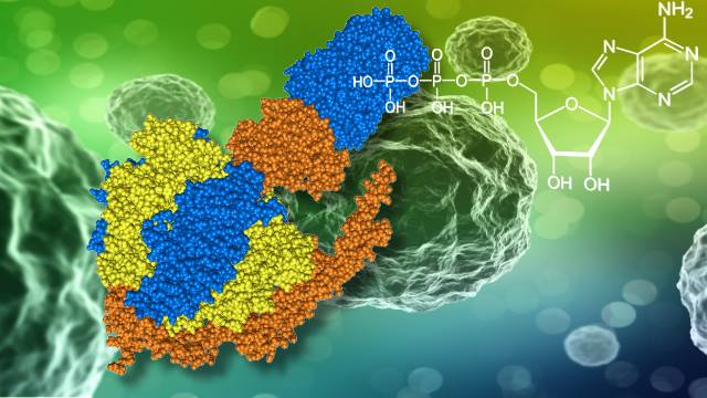 La théorie de l'évolution est-elle réellement scientifique ?